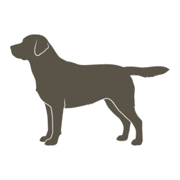 Labrador