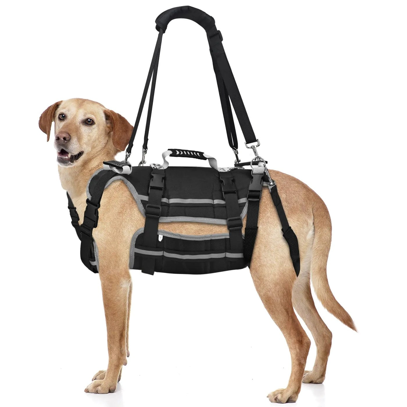 Senior dog in a GrandPaw full-body support harness