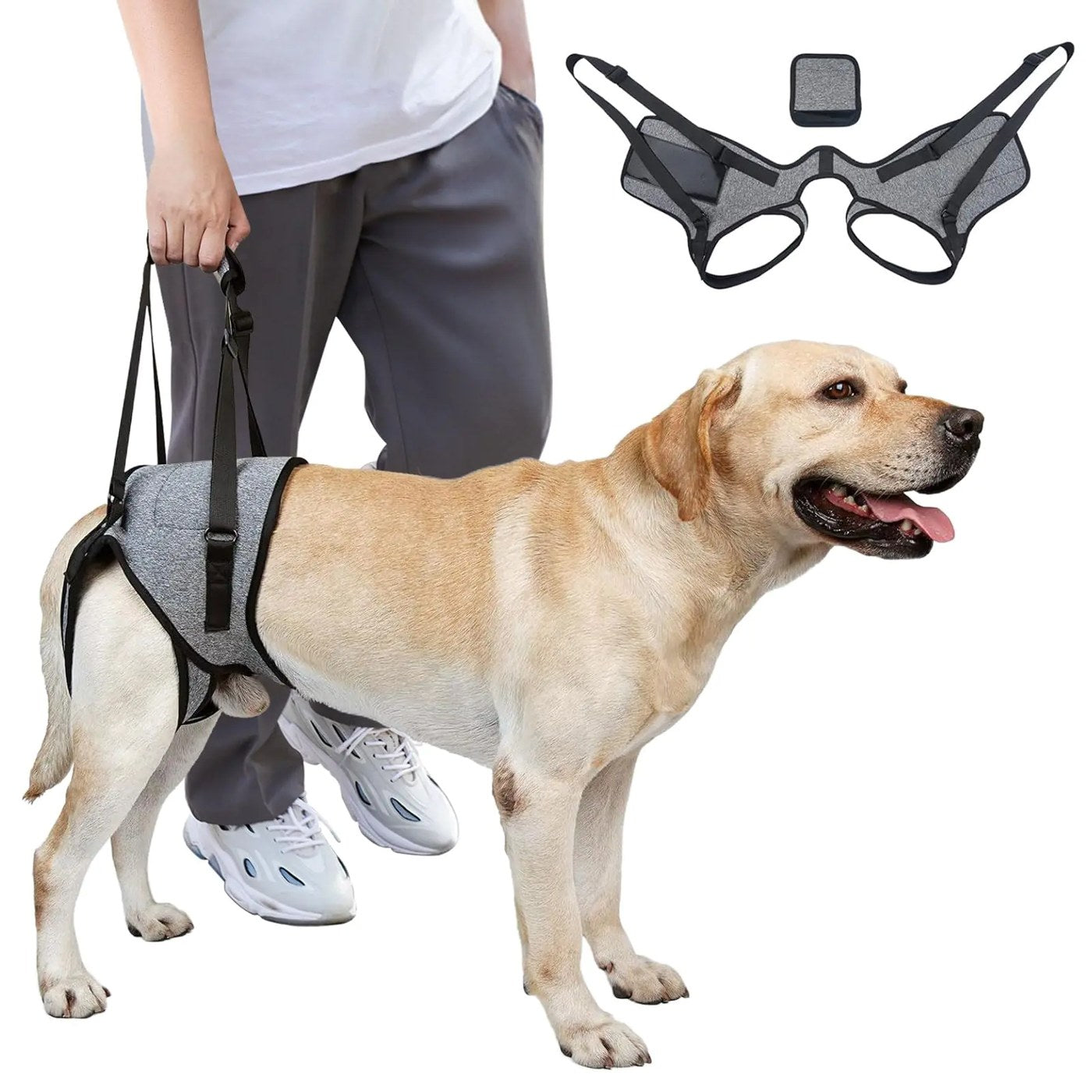 Senior dog supported in a GrandPaw rear sling with cutout