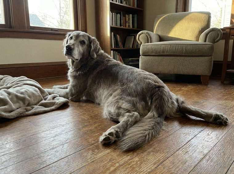 Senior dog slipped on the floor