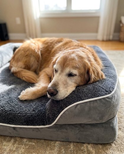 Free Orthopedic Memory-Foam Bed